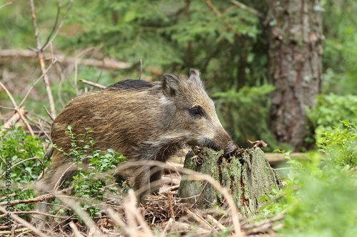 Little pig wild in nature. Wild boar. Animal in the forest (Sus Scrofa)