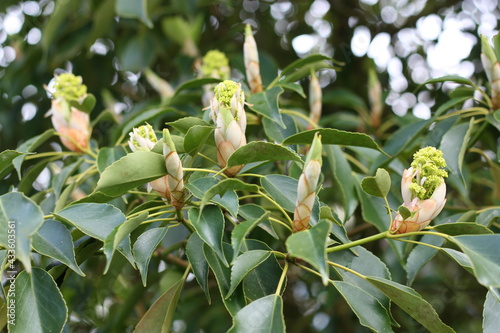 trochodendron