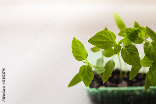 seedlings, green young sprouts of peppers in a plastic container on a white background, plastic reuse, ecology in everyday life.