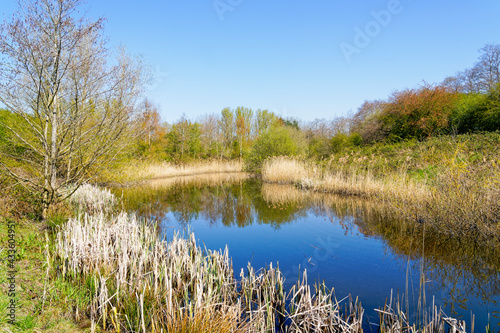 Reeds and trees line the banks of a small lake in springtime