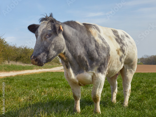 White grey milk cow on a meadow