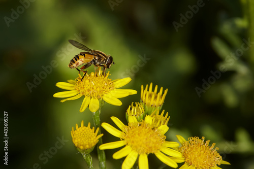 Close up of a bee on yellow flower © erwin