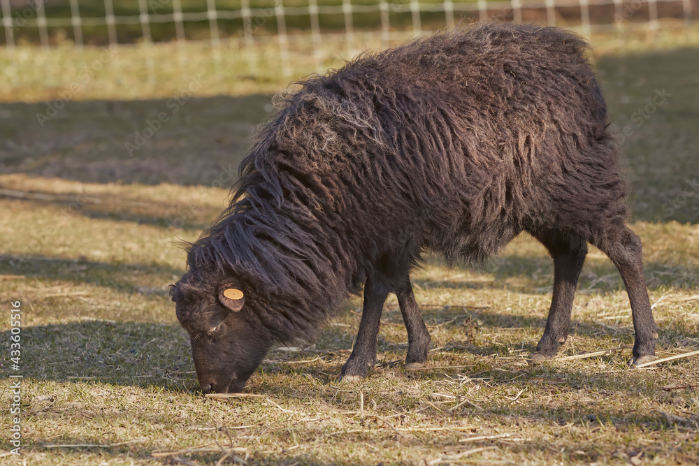 Close up of brown female ouessant sheep Close up of brown female ouessant sheep
