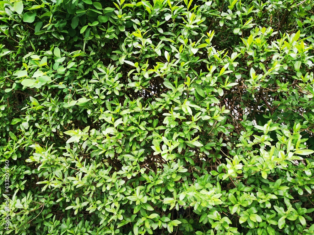 A dense tree fence for background. Green pattern in park.Environmental freshness wallpaper concept. Nature view of evergreen shrubs. A dense tree fence for background. Green pattern in park.Environmental freshness wallpaper concept. Nature view of evergreen shrubs.