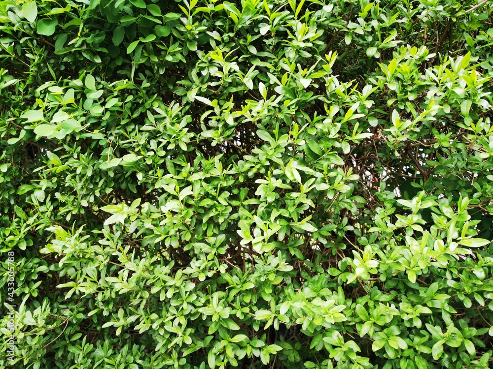 A dense tree fence for background. Green pattern in park.Environmental freshness wallpaper concept. Nature view of evergreen shrubs. A dense tree fence for background. Green pattern in park.Environmental freshness wallpaper concept. Nature view of evergreen shrubs.