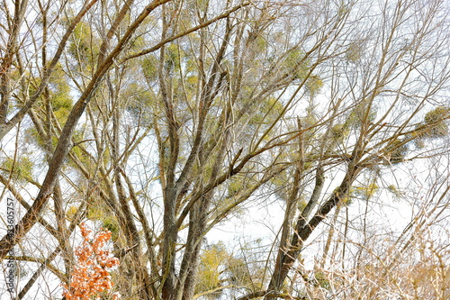 Fototapeta Naklejka Na Ścianę i Meble -  Mistletoe parasitizes trees in early spring