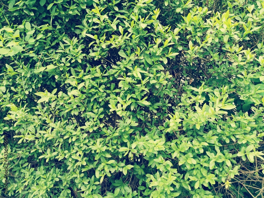 A dense tree fence for background. Green pattern in park.Environmental freshness wallpaper concept. Nature view of green plants. A dense tree fence for background. Green pattern in park.Environmental freshness wallpaper concept. Nature view of green plants.