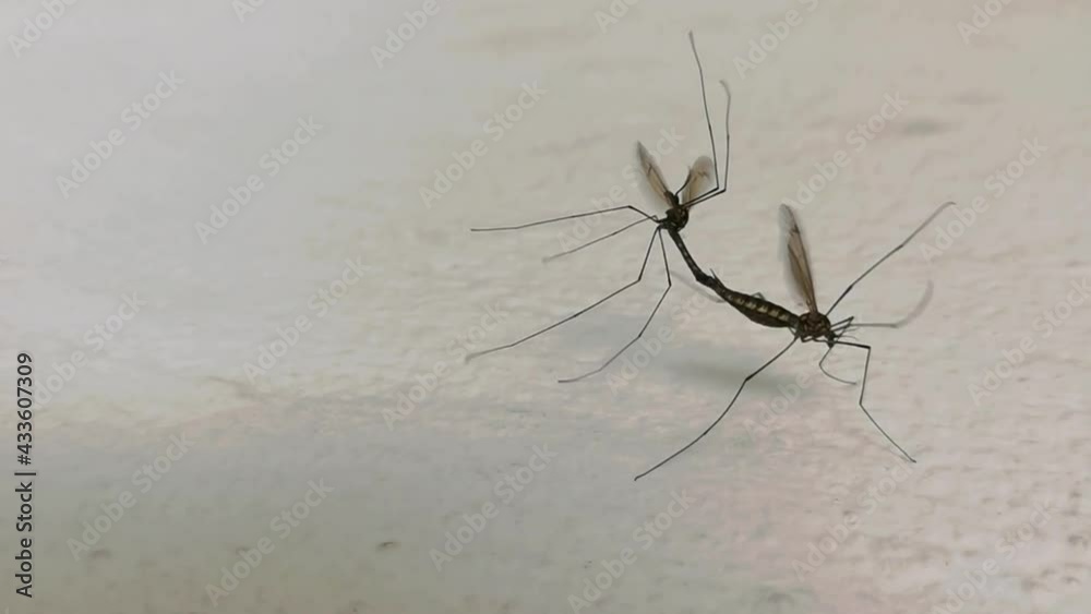 Crane fly mating on white painted wall. Tipuloidea (aka mosquito hawks aka daddy longlegs aka Tipulidae) instects having sex during springtime in Europe. Closeup of fluttering female carrying male. Crane fly mating on white painted wall. Tipuloidea (aka mosquito hawks aka daddy longlegs aka Tipulidae) instects having sex during springtime in Europe. Closeup of fluttering female carrying male.