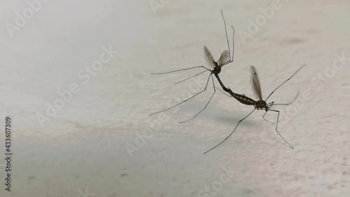 Crane fly mating on white painted wall. Tipuloidea (aka mosquito hawks aka daddy longlegs aka Tipulidae) instects having sex during springtime in Europe. Closeup of fluttering female carrying male. photo