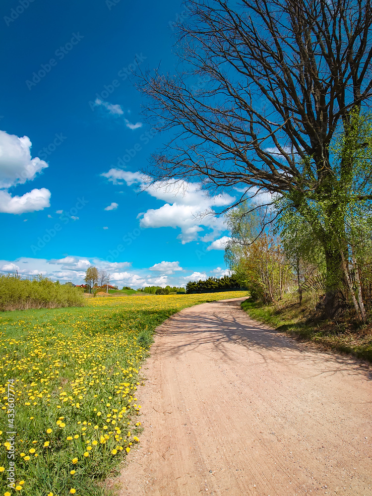 Obraz premium spring road in the field