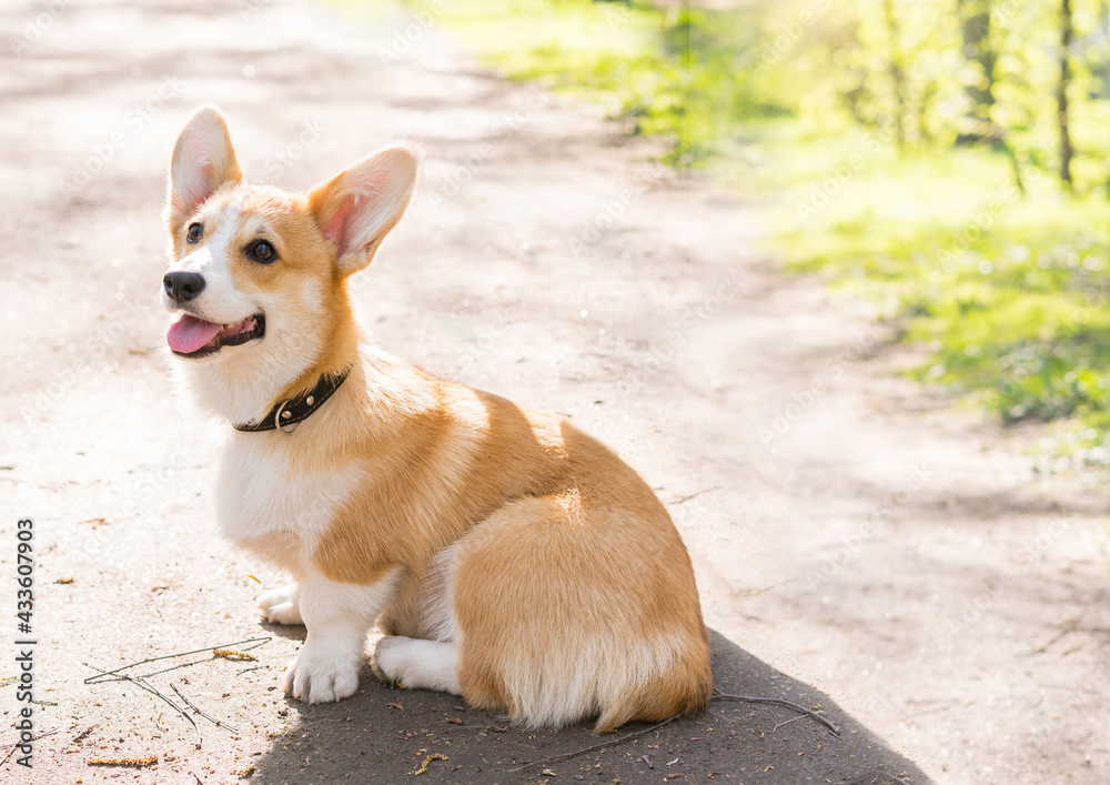 Corgi puppy walking in sunny day Corgi puppy walking in sunny day