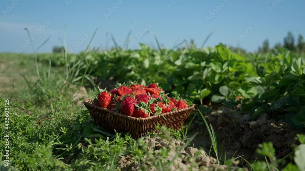 A beautiful basket of strawberries stands on the background of a green field of strawberries . Dolly-shot. A beautiful basket of strawberries stands on the background of a green field of strawberries . Dolly-shot.