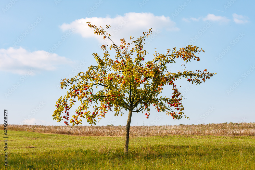 schöner Apfelbaum auf einer Streuobstwiese schöner Apfelbaum auf einer Streuobstwiese