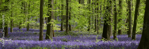 Carpet of bluebells growing in the wild on the forest floor under beech trees in springtime in Dockey Woods, Buckinghamshire UK.  photo