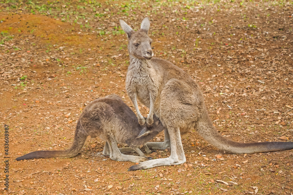 Western Grey Kangaroo Feeding Youngster Western Grey Kangaroo Feeding Youngster