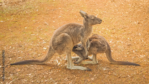 Western Grey Kangaroo Feeding Youngster