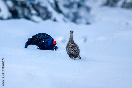 Singing love in the winter country, (Tetrao tetrix). The black grouse male and female.