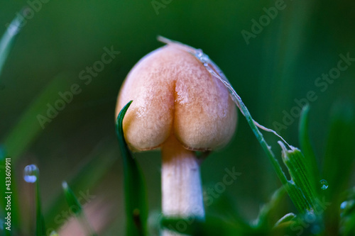 Macro Mushroom 