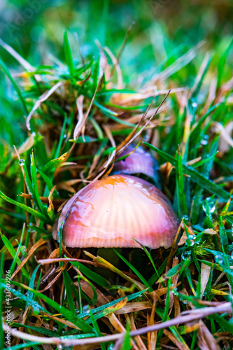 Parrot Cap Mushroom
