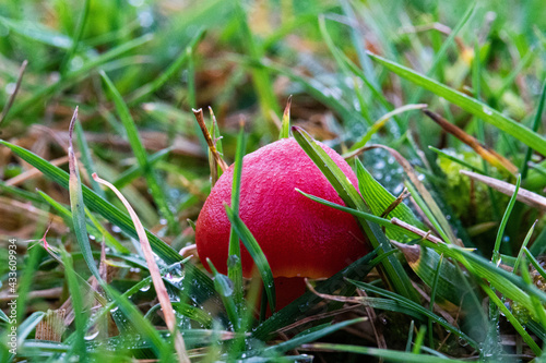 Macro Mushroom
