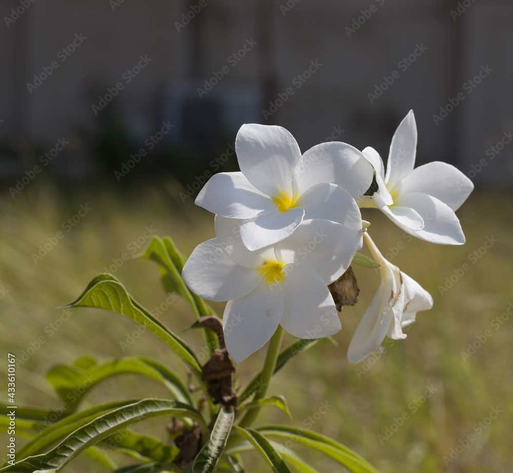 Fototapeta premium white and yellow flowers
