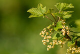 Branch of flowering red currant (Ribes rubrum) in the garden with blooms and leaves on green background with copy space