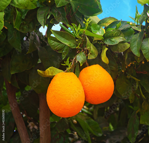 Wallpaper Mural Close up of ripe oranges on branch Torontodigital.ca