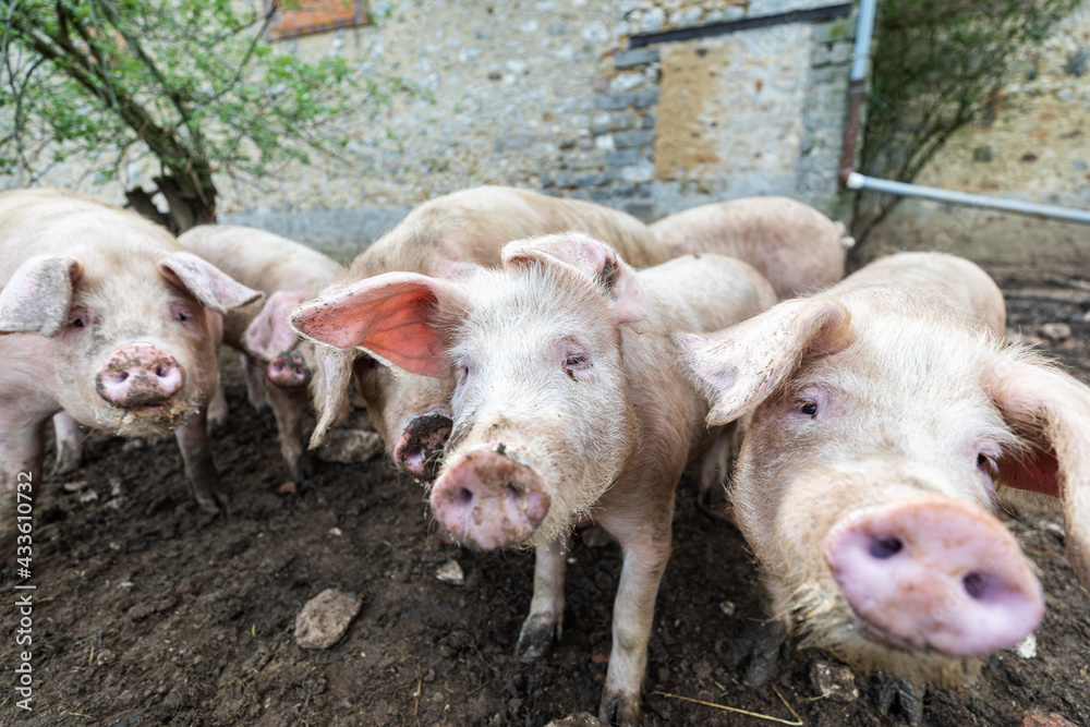 A pig in an organic French farm A pig in an organic French farm