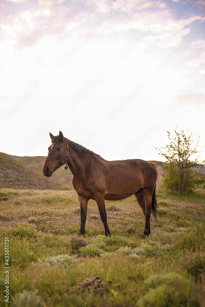 horse on the meadow horse on the meadow