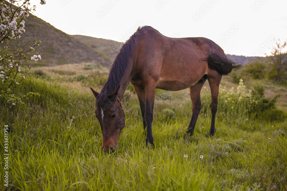 horse in the meadow horse in the meadow