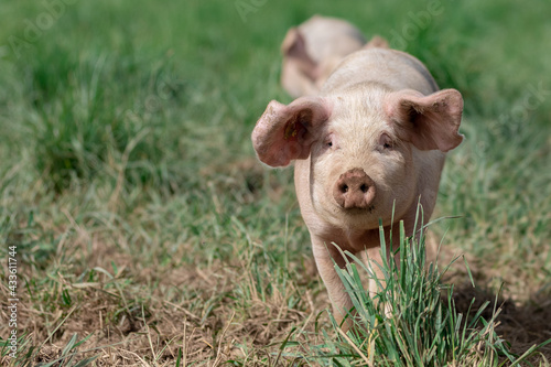 A pig in an organic French farm © AB Photography