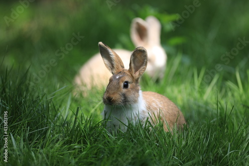 white rabbit on a green lawn © serikbaib