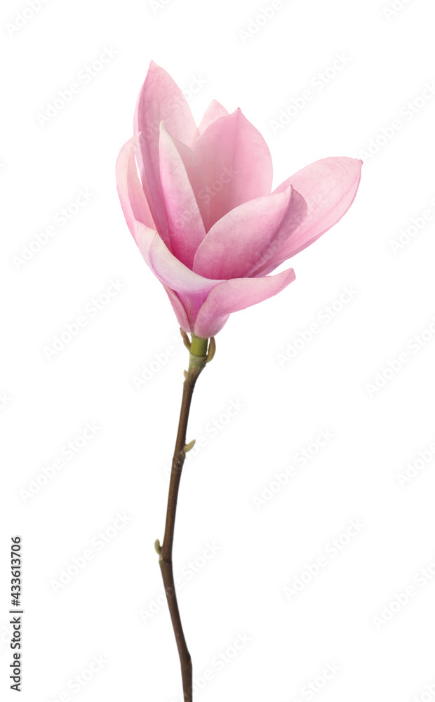 Beautiful delicate magnolia flower isolated on white Beautiful delicate magnolia flower isolated on white