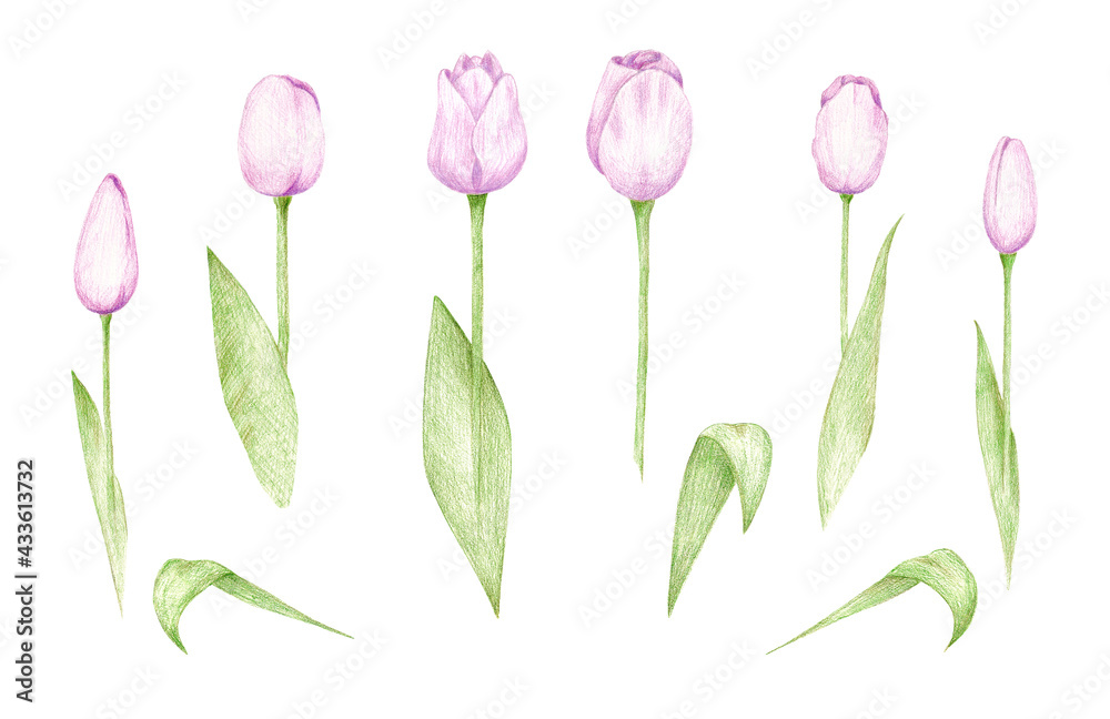 Tender tulips. Hand drawn colorpensils sketch . Set of isolated elements on white background. Best for seamless patterns, posters, stickers and your design.