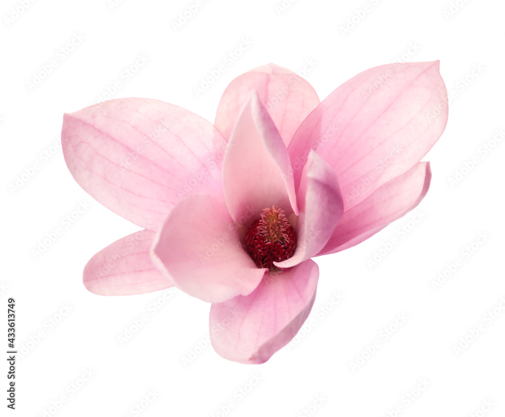 Beautiful delicate magnolia flower isolated on white Beautiful delicate magnolia flower isolated on white