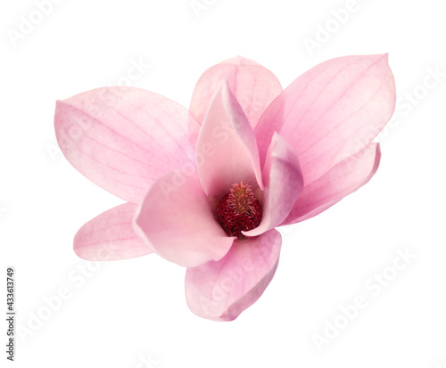 Beautiful delicate magnolia flower isolated on white