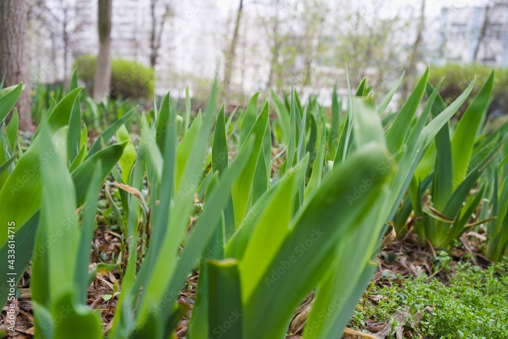 Fototapeta premium Green grass in the rays of the sun. field of new green shoots of tulips sprouting from the ground in early spring, lit by sun . High quality photo