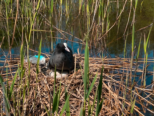 Dutch Coot (Fulica atra) protecting its egg in nest. made of sticks lined with grass and leaves and plastic ,of bird in the family Rallidae