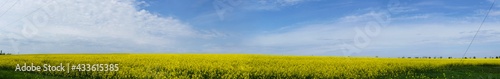 Wide angle blooming canola field, blue sky.Beautiful summer landscape