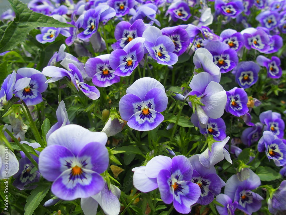 花壇の紫のビオラ