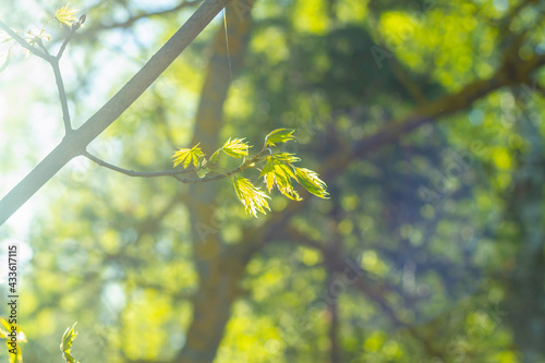 Tableau sur toile Maple leaves bloom from the buds in the warm spring