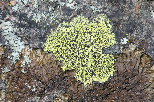 Rhizocarpon geographicum,  known as map lichen.  Map lichens are considered the oldest living organism on Earth, age-estimated at 8,600 years. photo