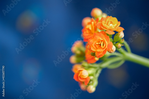 Close-up of a bunch of orange kalanchoes on a blue, white and orange background.