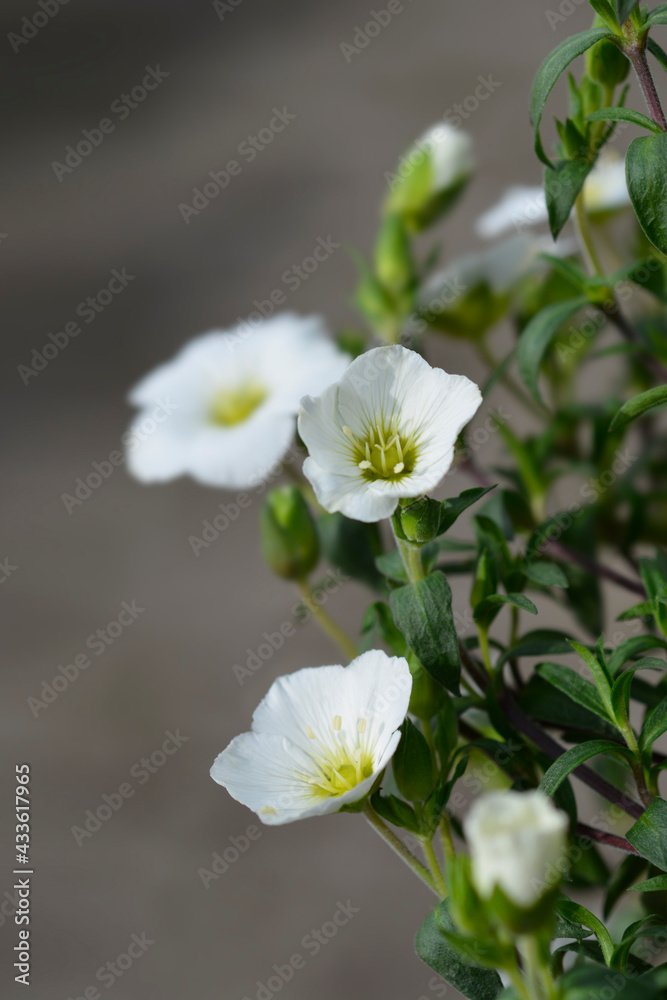 Fototapeta premium Mountain sandwort