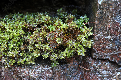 Encalypta streptocarpa, known as spiral extinguisher-moss © Henri Koskinen