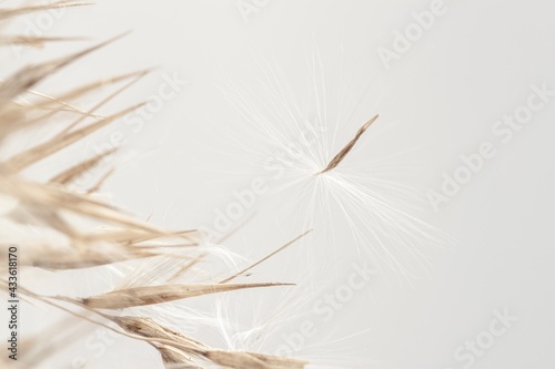 Dry romantic beige dry fragile rush reed cane buds with light  background and place for text macro