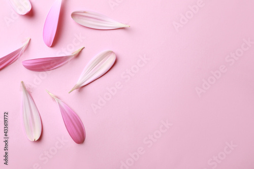 Beautiful fresh gerbera petals on pink background, flat lay. Space for text