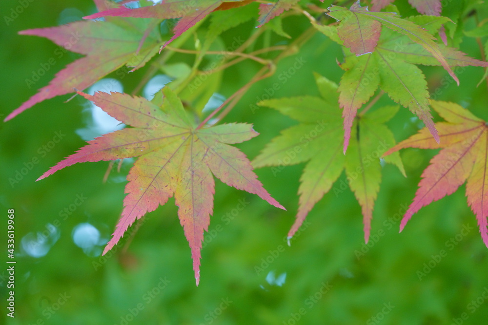 Autumn leaves of maple colored with beautiful gradation Autumn leaves of maple colored with beautiful gradation