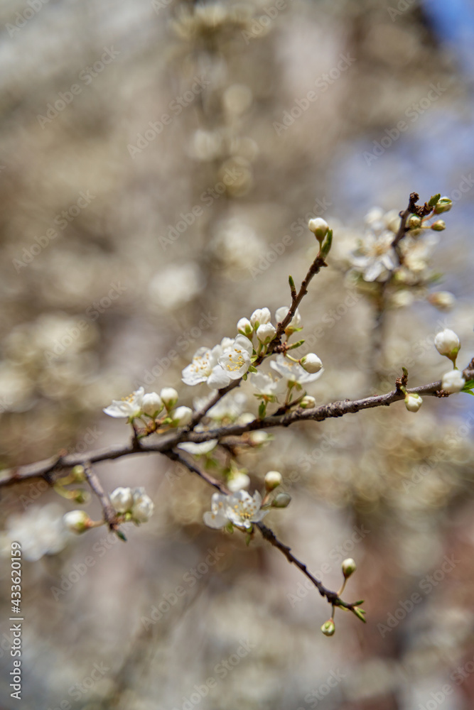 Apricot trees bloom with white flowers in early spring