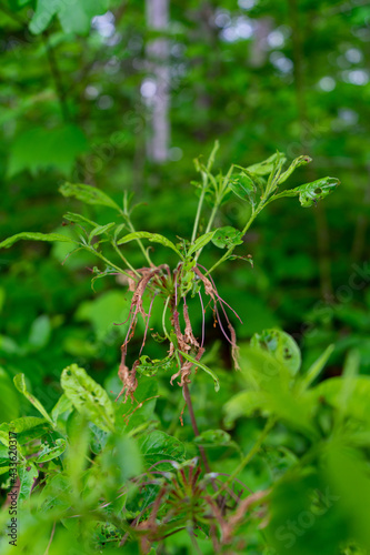 plant growth in nature